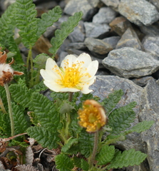Dryas octopetala