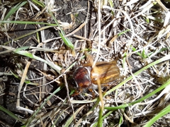 Amphimallon solstitiale