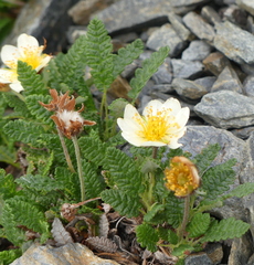 Dryas octopetala