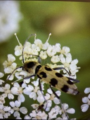 Chlorophorus herbstii