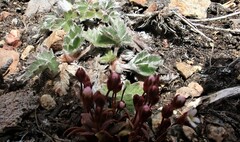 Potentilla × villosula