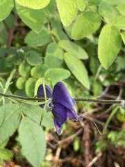 Aconitum delphiniifolium