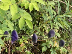Aconitum delphiniifolium