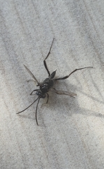 Evania appendigaster