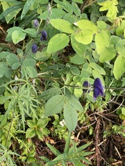 Aconitum delphiniifolium