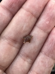 Asterina