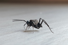 Evania appendigaster