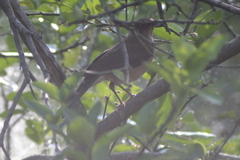 Turdus grayi