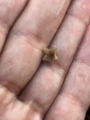 Asterina