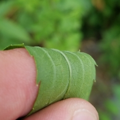 Solidago canadensis hargeri