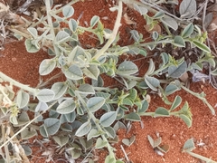 Requienia sphaerosperma