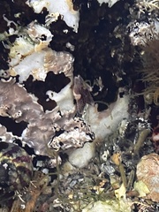 Asterina