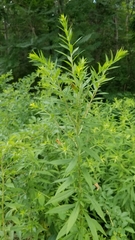 Solidago canadensis hargeri
