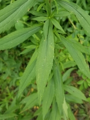 Solidago canadensis hargeri