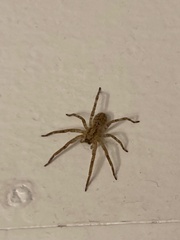 Zoropsis spinimana