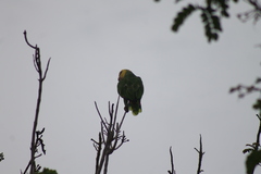 Amazona oratrix tresmariae