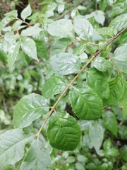 Euonymus verrucosus