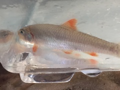 Notropis longirostris