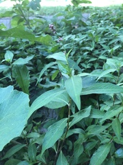 Persicaria longiseta