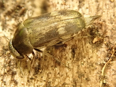 Tomoxia bucephala