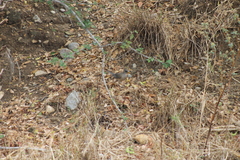 Turdus rufopalliatus graysoni