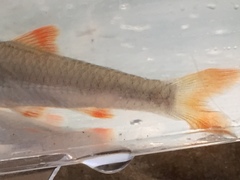 Notropis longirostris