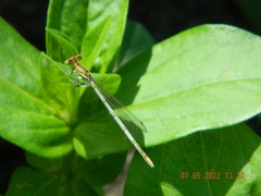 Platycnemis pennipes