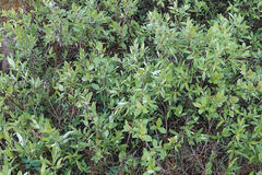 Salix pulchra