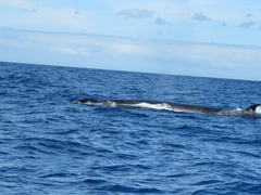 Balaenoptera borealis