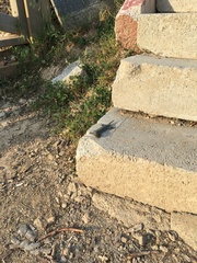 Anatololacerta ibrahimi