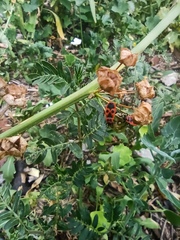 Pyrrhocoris apterus