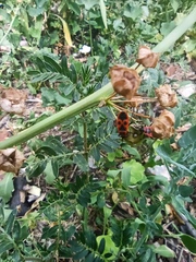 Pyrrhocoris apterus