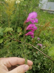 Gladiolus imbricatus