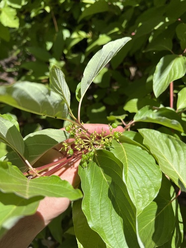 Cornus torreyi, photograph 2