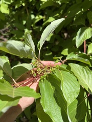 Cornus torreyi, photograph sblumen, CC BY, iNaturalist via GBIF