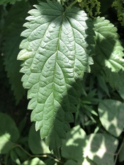 Urtica dioica
