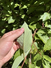 Cornus torreyi, photograph sblumen, CC BY, iNaturalist via GBIF