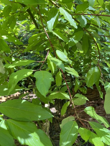 Cornus torreyi, photograph 4