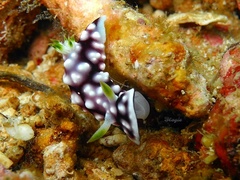 Goniobranchus geometricus