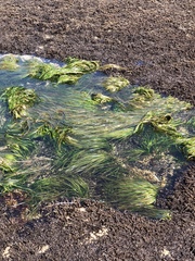 Phyllospadix scouleri