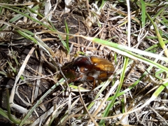 Amphimallon solstitiale