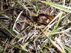 Amphimallon solstitiale