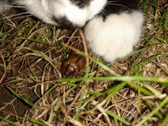 Amphimallon solstitiale