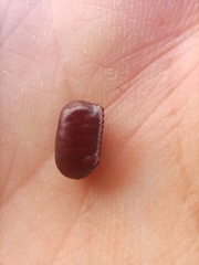 Insecta