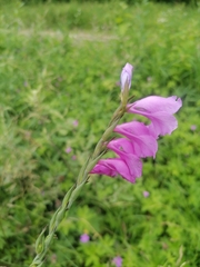 Gladiolus imbricatus