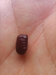 Insecta