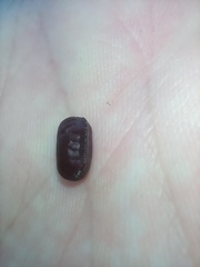 Insecta