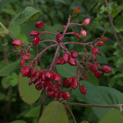 Viburnum lantana