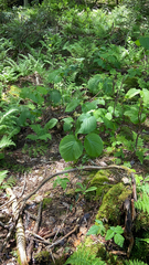 Viburnum lantanoides
