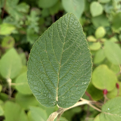 Viburnum lantana
